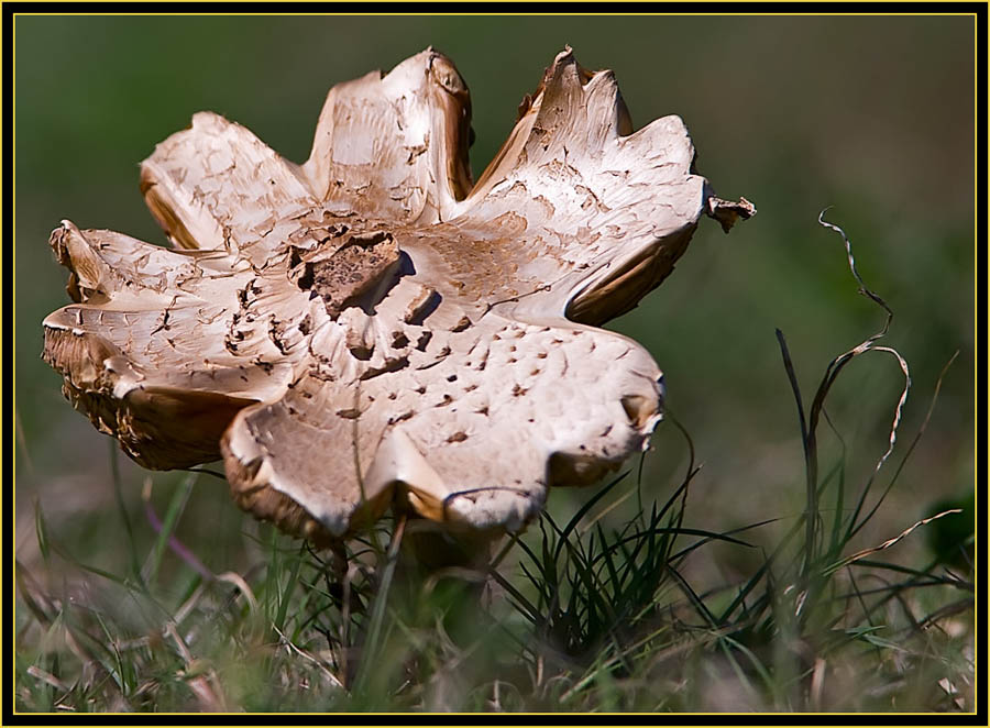 Mushroom - Wichita Mountains Wildlife Refuge
