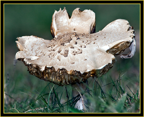 Mushroom - Wichita Mountains Wildlife Refuge