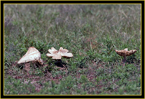 Mushrooms - Wichita Mountains Wildlife Refuge