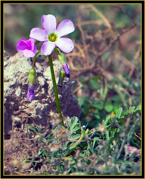 Wildflowers - Wichita Mountains Wildlife Refuge