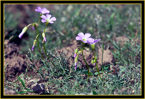 Wildflowers - Wichita Mountains Wildlife Refuge