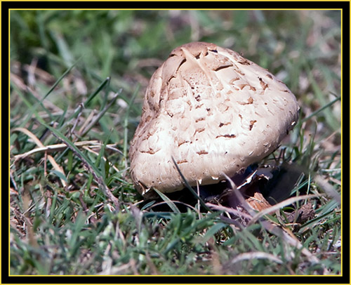 Mushroom - Wichita Mountains Wildlife Refuge