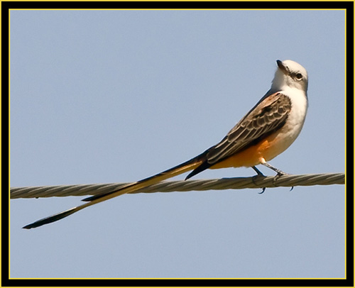 Scissor-tailed Flycatcher - Wichita Mountains Wildlife Refuge