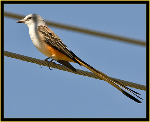 Scissor-tailed Flycatcher - Wichita Mountains Wildlife Refuge