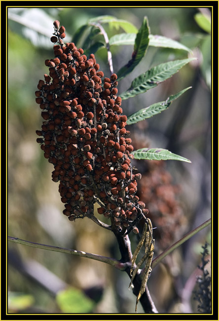 Fruit of the Sumac - Wichita Mountains Wildlife Refuge