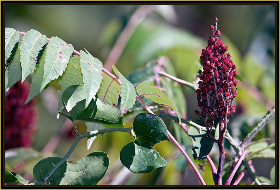 Sumac - Wichita Mountains Wildlife Refuge