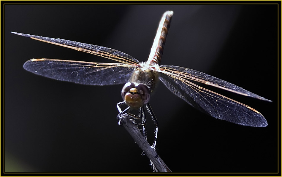 Dragonfly - Wichita Mountains Wildlife Refuge