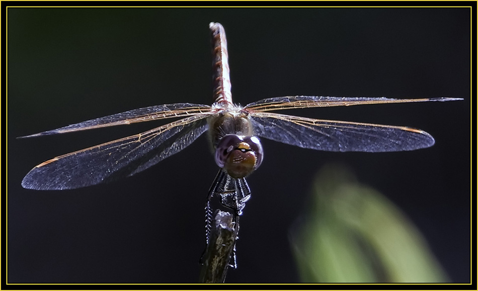 Dragonfly - Wichita Mountains Wildlife Refuge