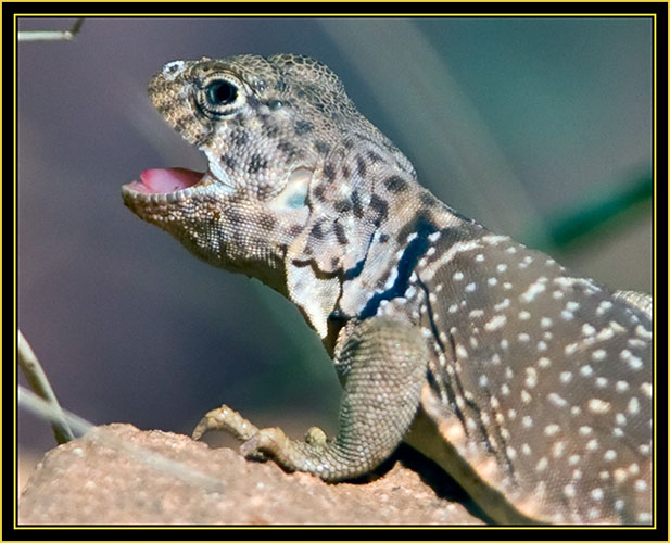 Collared Lizard (Crotaphytus collaris), Female - Wichita Mountains Wildlife Refuge