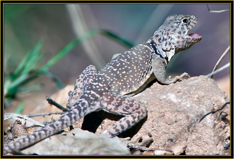 Collared Lizard (Crotaphytus collaris) - Wichita Mountains Wildlife Refuge