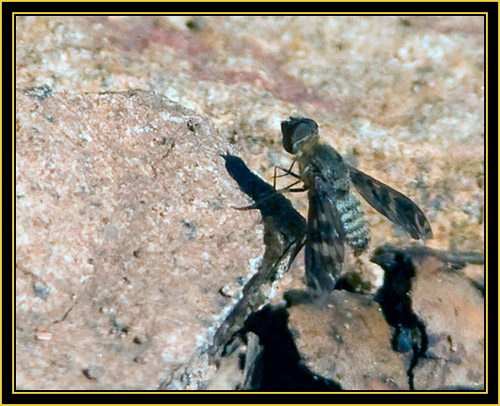 Fly - Wichita Mountains Wildlife Refuge