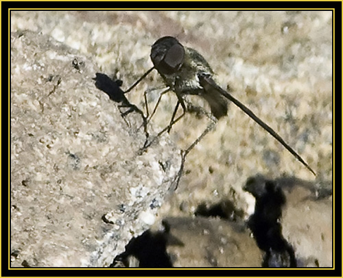 Fly - Wichita Mountains Wildlife Refuge