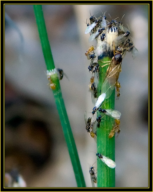 Insect Activity - Wichita Mountains Wildlife Refuge