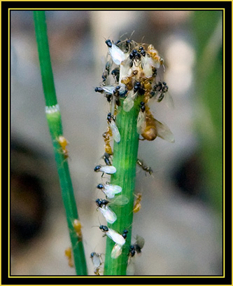 Insect Activity - Wichita Mountains Wildlife Refuge