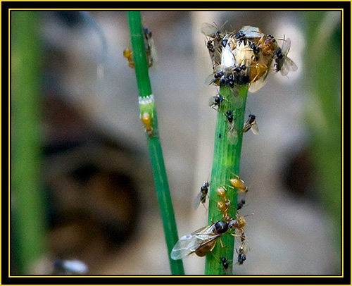 Insect Activity - Wichita Mountains Wildlife Refuge