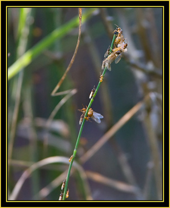 Insect Activity - Wichita Mountains Wildlife Refuge