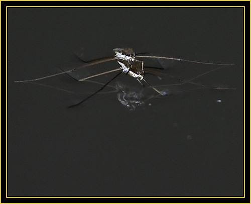 Common Water Striders (Gerris remigis) - Wichita Mountains Wildlife Refuge