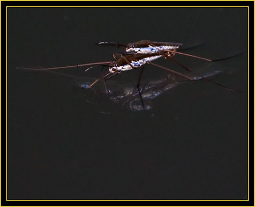 Common Water Striders (Gerris remigis) - Wichita Mountains Wildlife Refuge