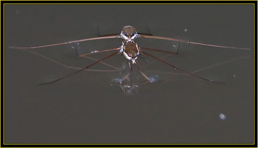 Common Water Striders (Gerris remigis) - Wichita Mountains Wildlife Refuge