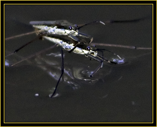 Common Water Striders (Gerris remigis) - Wichita Mountains Wildlife Refuge