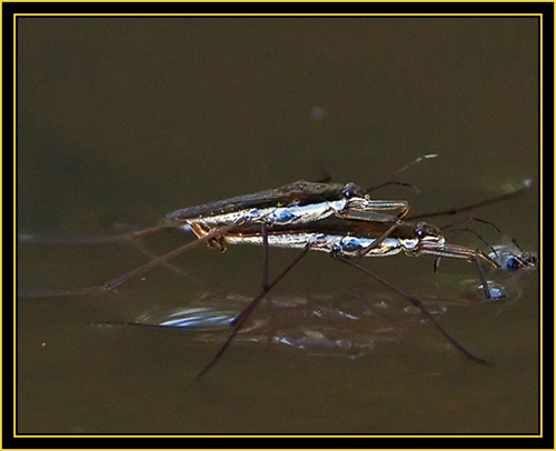 Common Water Striders (Gerris remigis) - Wichita Mountains Wildlife Refuge