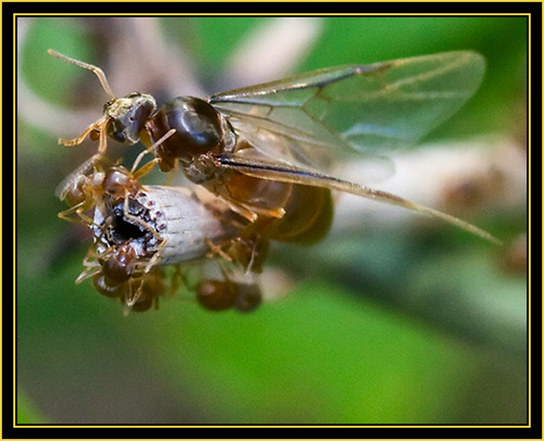 Insect Activity - Wichita Mountains Wildlife Refuge