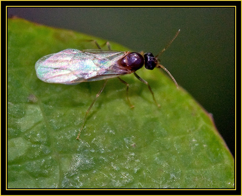 Insect Activity - Wichita Mountains Wildlife Refuge