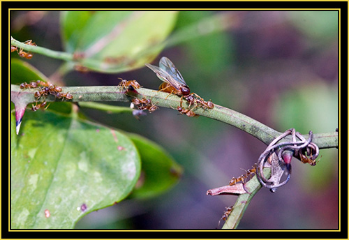 Insect Activity - Wichita Mountains Wildlife Refuge