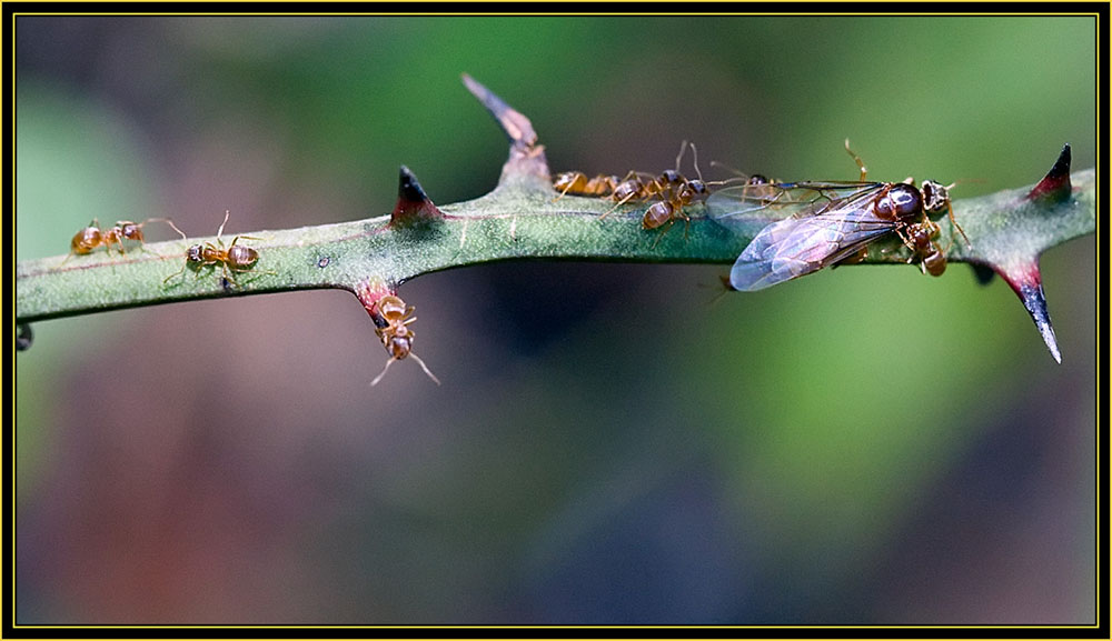 Insect Activity - Wichita Mountains Wildlife Refuge