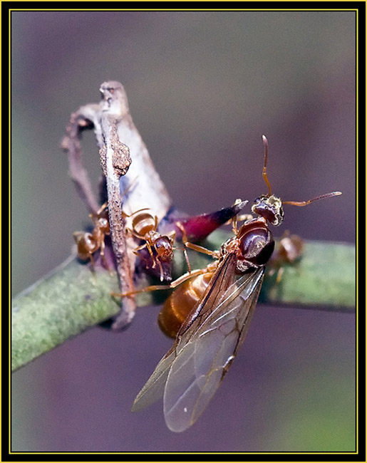 Ants Moving on a Twig - Wichita Mountains Wildlife Refuge