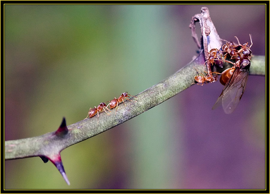 Insect Activity - Wichita Mountains Wildlife Refuge