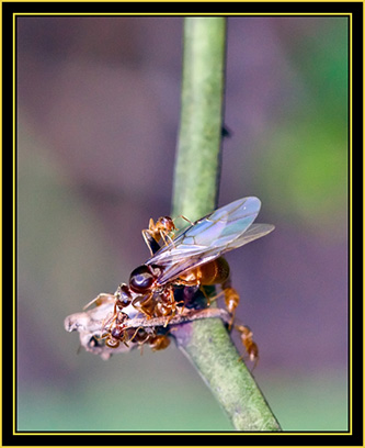 Insect Activity - Wichita Mountains Wildlife Refuge