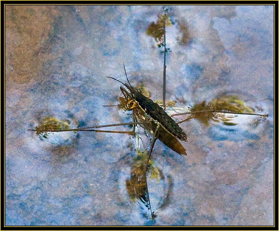 Common Water Strider (Gerris remigis) - Wichita Mountains Wildlife Refuge