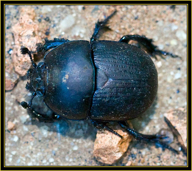 Dung Beetle - Wichita Mountains Wildlife Refuge