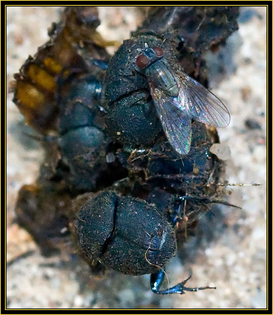 Dung Beetles and Fly - Wichita Mountains Wildlife Refuge