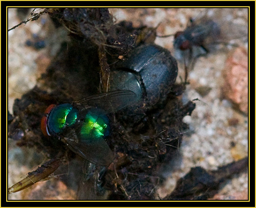Dung Beetles & Fly - Wichita Mountains Wildlife Refuge
