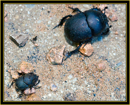 Dung Beetles - Wichita Mountains Wildlife Refuge