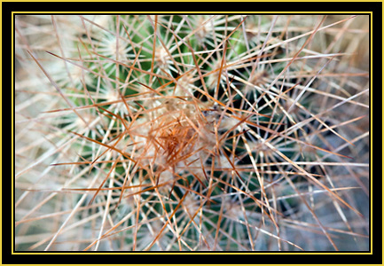 Barrel Cactus Spines - Wichita Mountains Wildlife Refuge