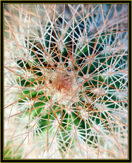 Barrel Cactus Spines - Wichita Mountains Wildlife Refuge