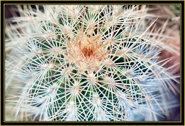 Barrel Cactus Spines - Wichita Mountains Wildlife Refuge