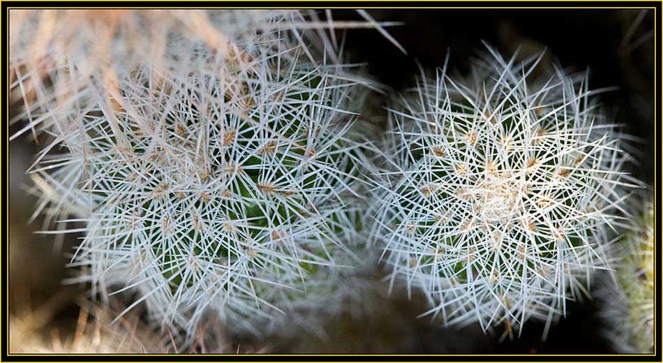 Barrel Cactus Spines - Wichita Mountains Wildlife Refuge