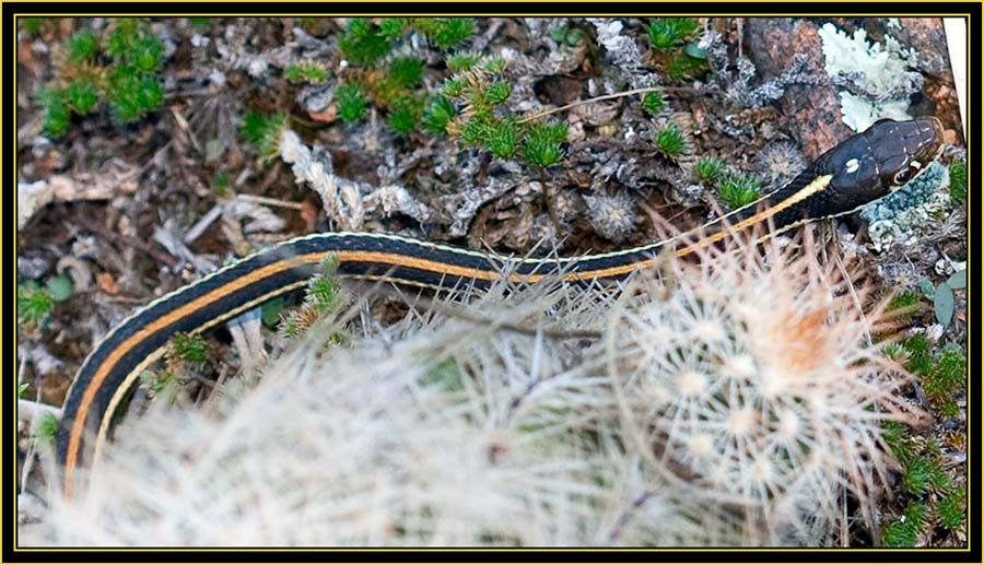 Garter Snake - Wichita Mountains Wildlife Refuge