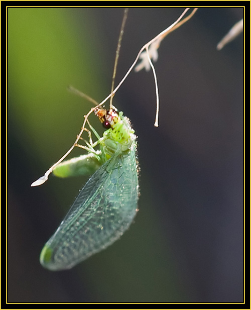 Green Lacewing (Chrysopa spp.) - Wichita Mountains Wildlife Refuge