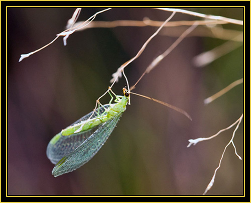 Green Lacewing (Chrysopa spp.) - Wichita Mountains Wildlife Refuge
