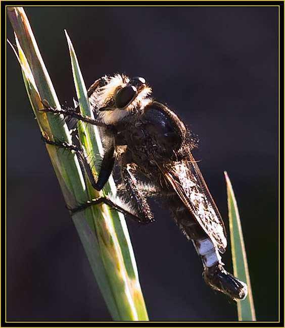 Assassin Bug - Wichita Mountains Wildlife Refuge