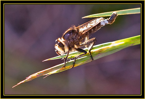 Assassin Bug - Wichita Mountains Wildlife Refuge