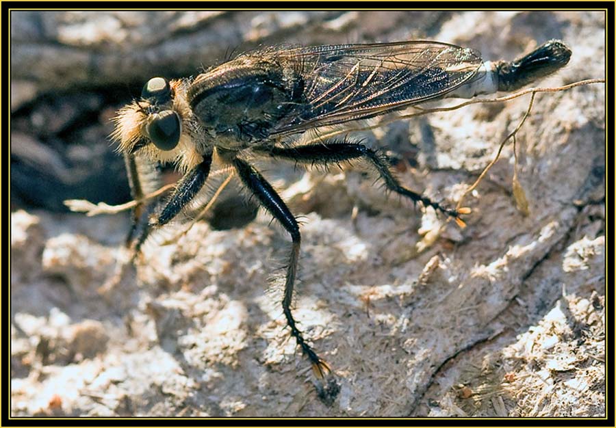Assassin Bug - Wichita Mountains Wildlife Refuge
