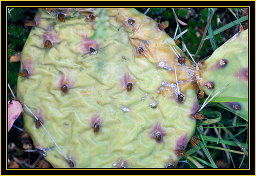Prickly-pear Cactus - Wichita Mountains Wildlife Refuge