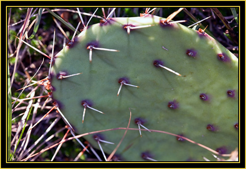 Prickly-pear Cactus - Wichita Mountains Wildlife Refuge