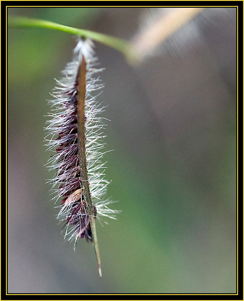 Wichita Mountains Wildlife Refuge